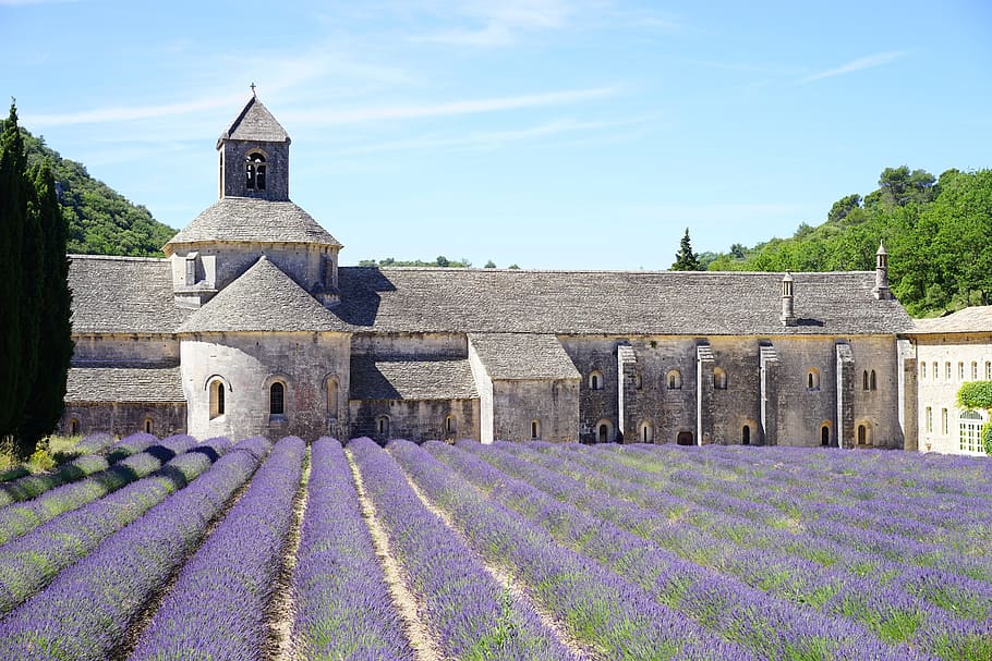 lavender, field, gray, brick building, daytime, abbaye de sénanque, monastery, abbey, notre dame de sénanque, the order of cistercians