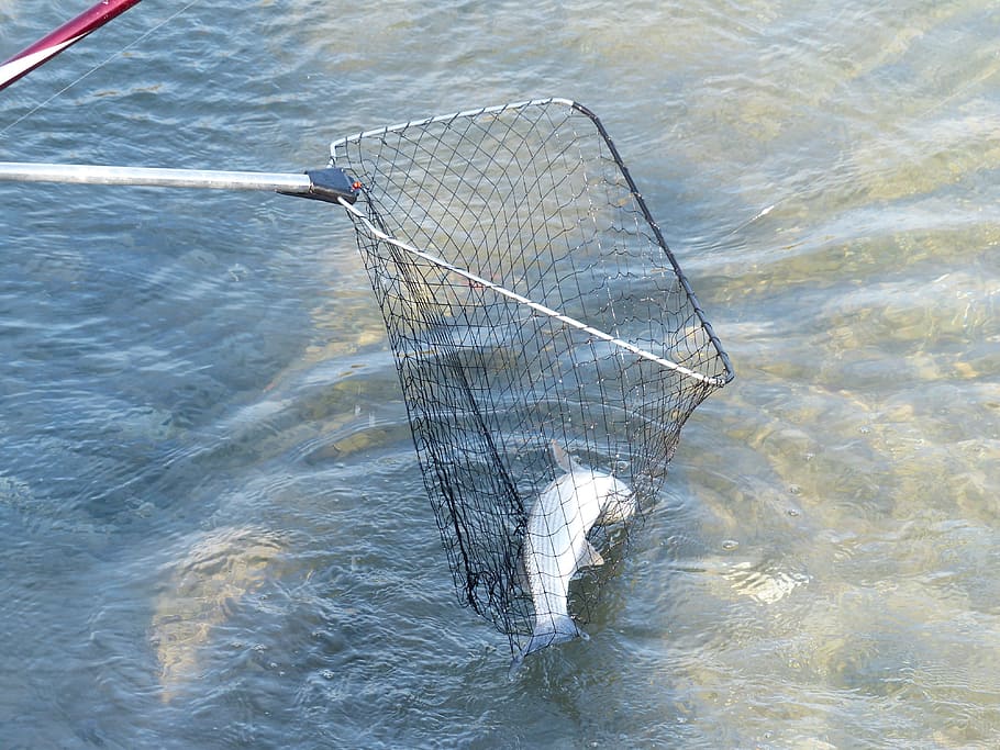fish, black, fishing, net, network, catch, caught, water, fischer, landing net