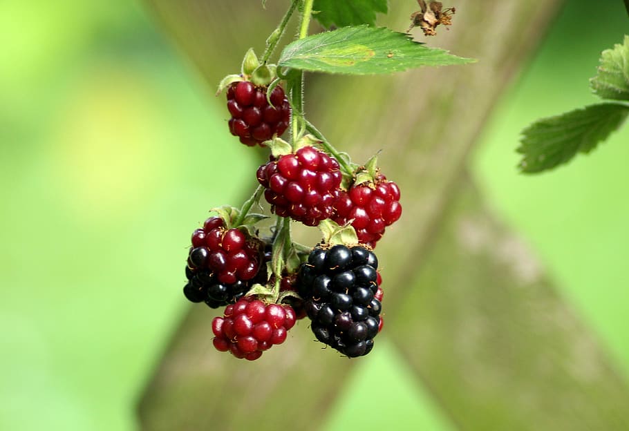 blackberries, fruit, red, maturation, a blackberry bush, summer, vitamins, eat, fresh, healthy eating