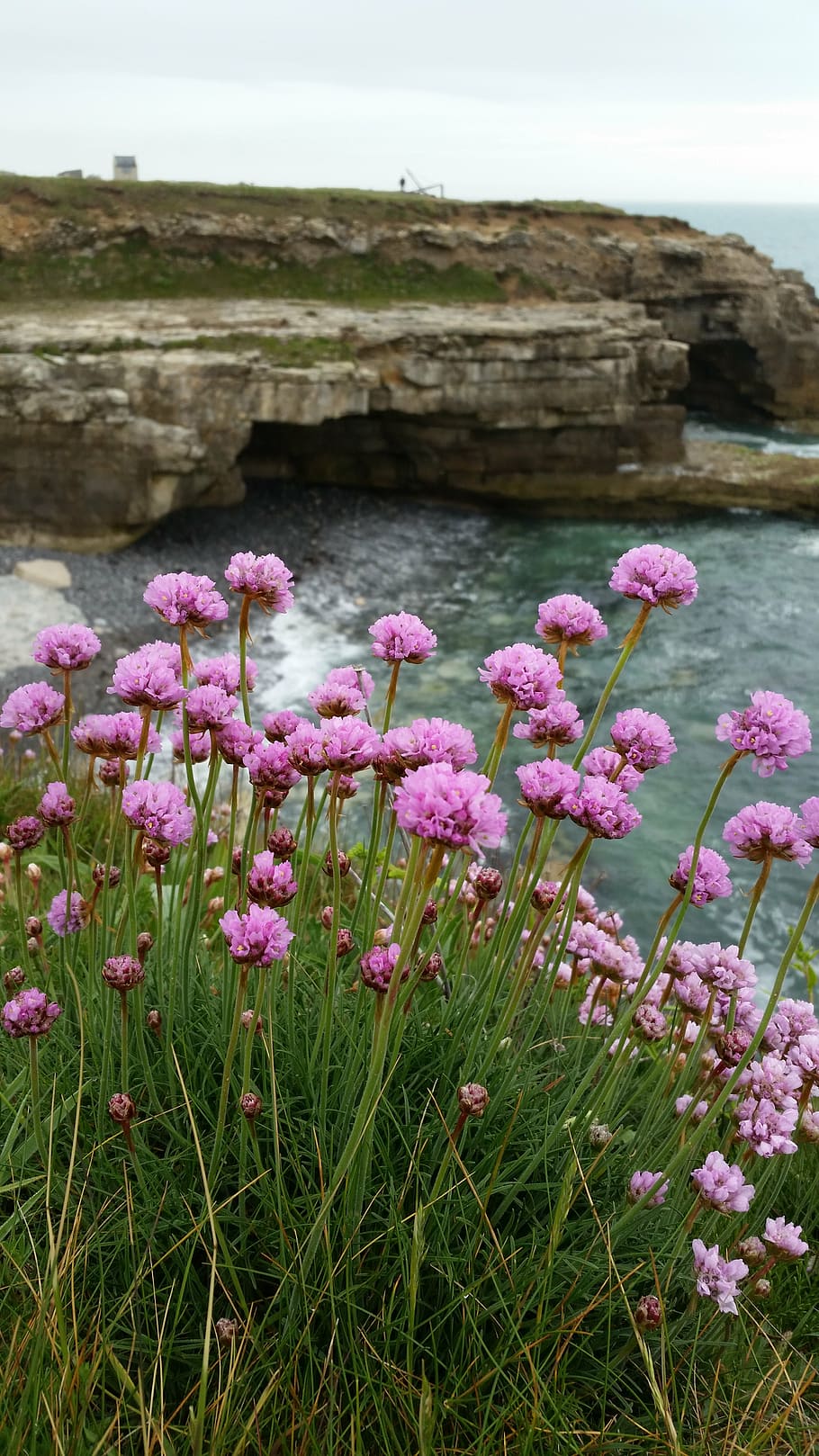 sea pinks, clifftop, sea, rocks, flower, seaside, summer, british, coast, shore