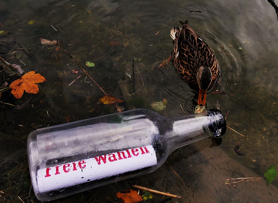 message in a bottle, message, bottle, flotsam and jetsam, decreasing, elections, text, duck, embassy, leave