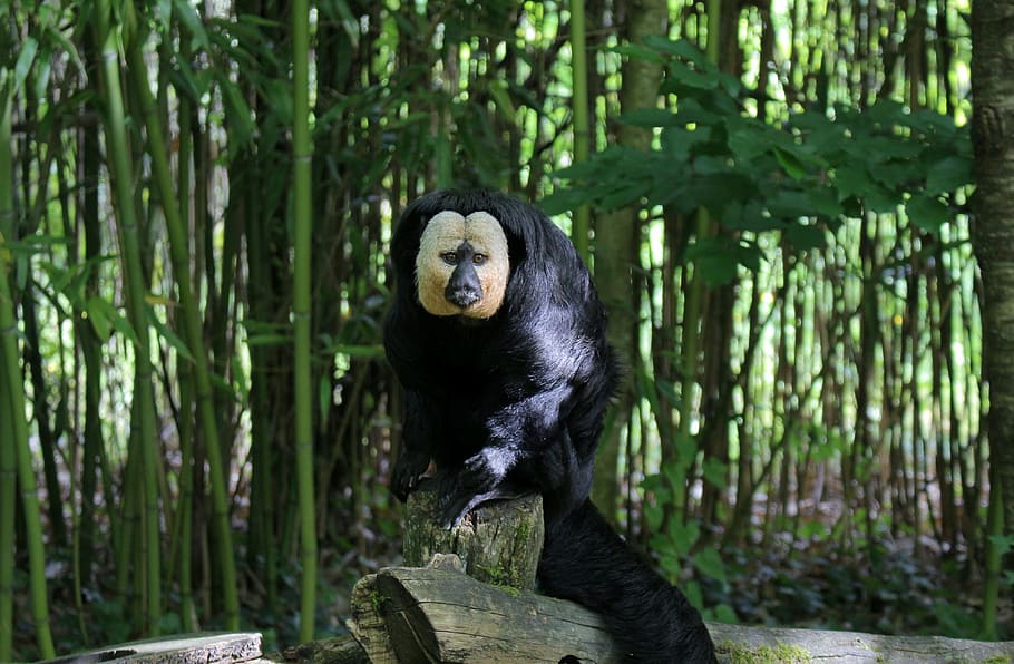 mono, zoológico, francia, verde, negro, blanco, árboles, tranquilidad, Temas de animales, animal