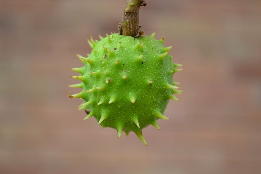conker, chestnut, horse chestnut, green, spiky, seed, plant, close-up, nature, green color