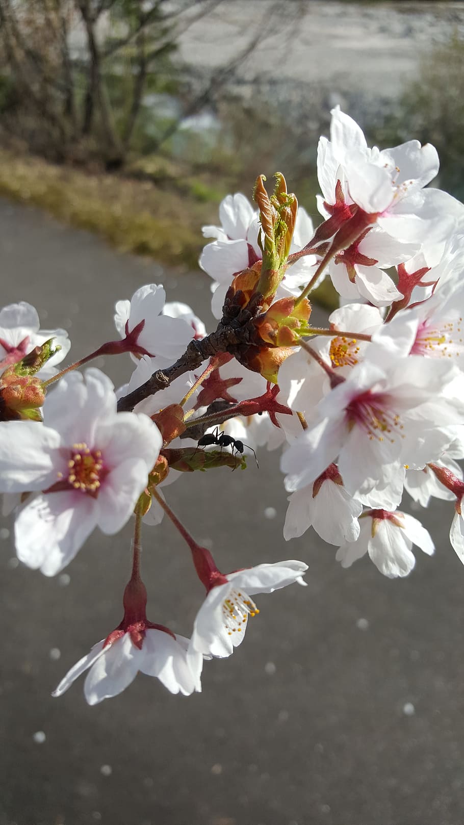 桜 花 馬蟻 櫻白い花 開花植物 植物 鮮度 脆弱性 成長 もろさ Pxfuel