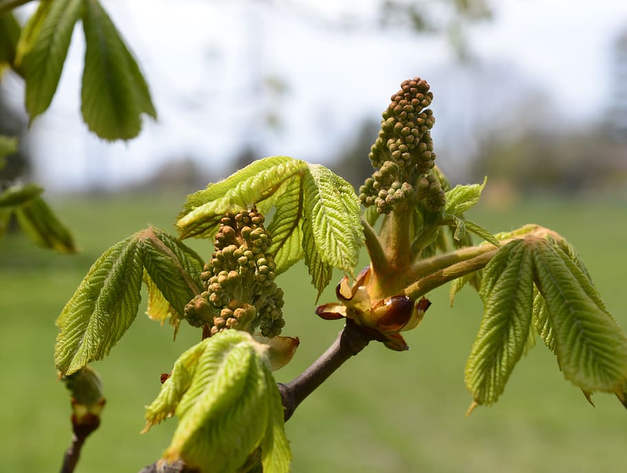 chestnut, tree, leaves, spring, nature, growth, plant, green color, focus on foreground, close-up