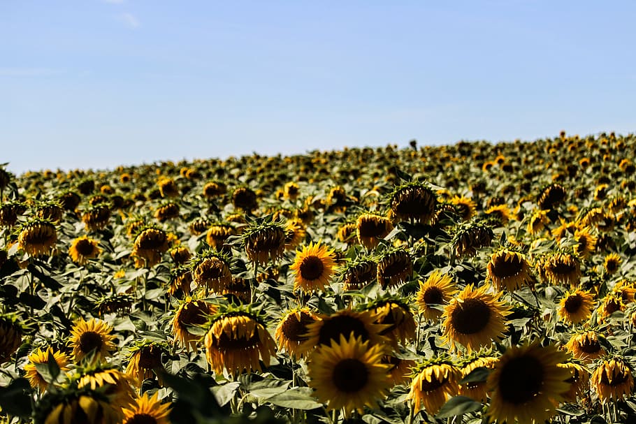 bed, yellow, sunflowers, sunny, day, mountain, valley, landscape, clouds, blue