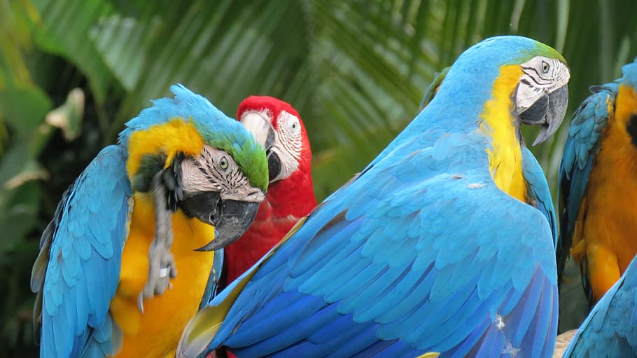 parrots, cambodia, birds, parrot, bird, animal, macaw, vertebrate, animal themes, animal wildlife