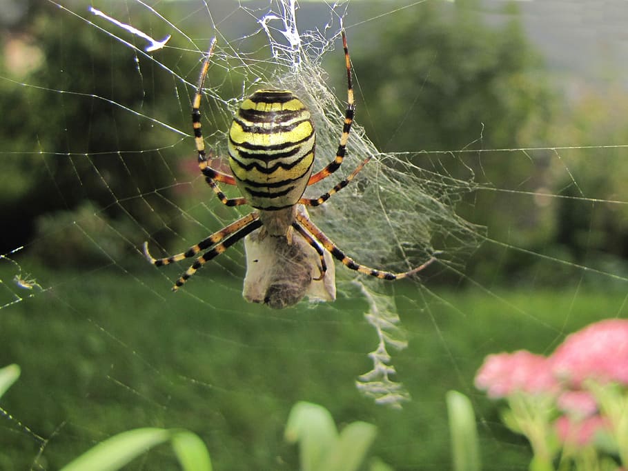 Wasp Spider, Network, Prey, spider web, spider, one animal, web, animal themes, focus on foreground, animal