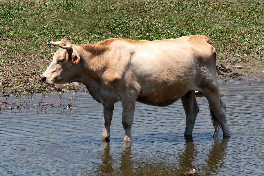 manzanares spain, cow, river, wading, horns, madrid, agriculture, cattle, countryside, lake