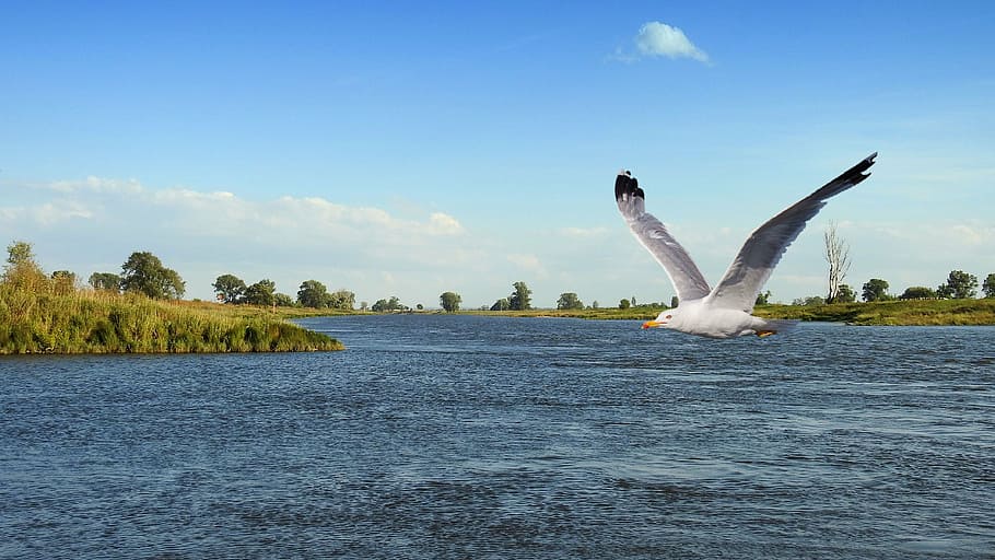 landscape, river, bird, gull, fly, flies, elbe, sky, one animal, nature