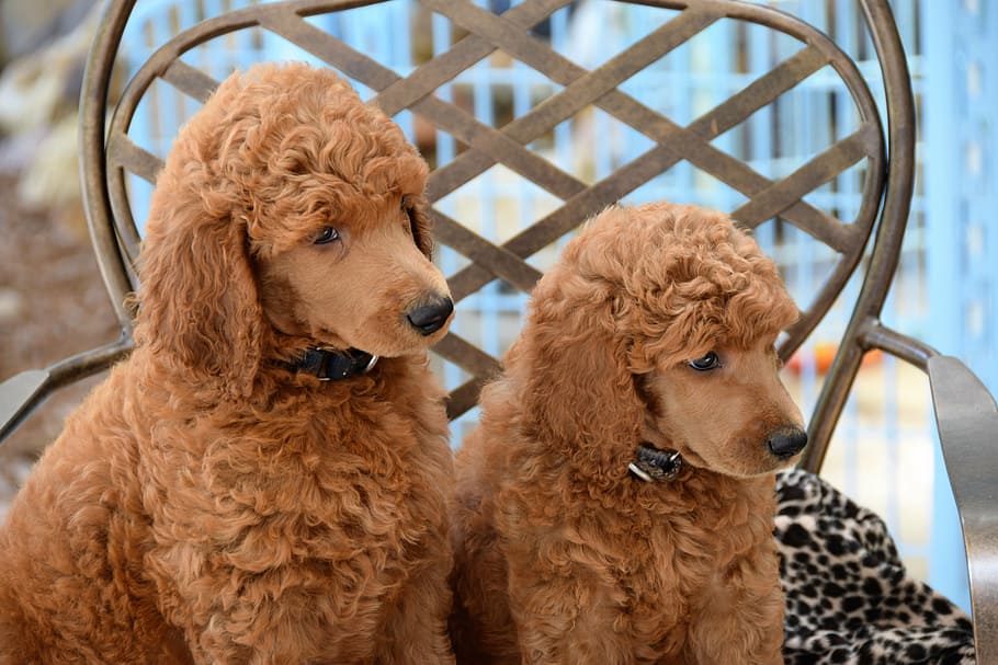 two brown poodles, puppies, poodles, standard poodles, dog, pet, animal, cute, fluffy, furry