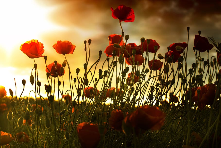 close-up photo, red, petaled flowers, poppy, field, sunset, wallpaper, manipulation, graphics, poppy flower