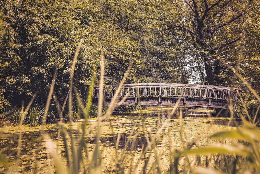 person, taking, gray, dock, green, leafed, tree, tilt shift photography, nature, lazy