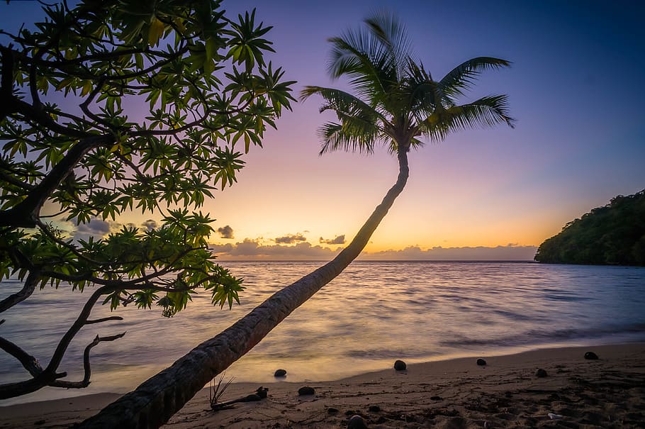 sunset, dusk, beach, sand, shore, ocean, sea, horizon, palm trees, tropical