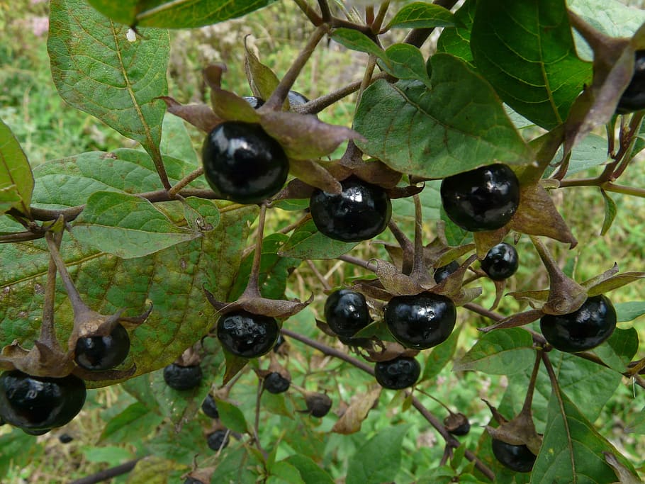 round black fruit, belladonna, cherry, plant, nature, toxic, black, berry, leaf, plant part