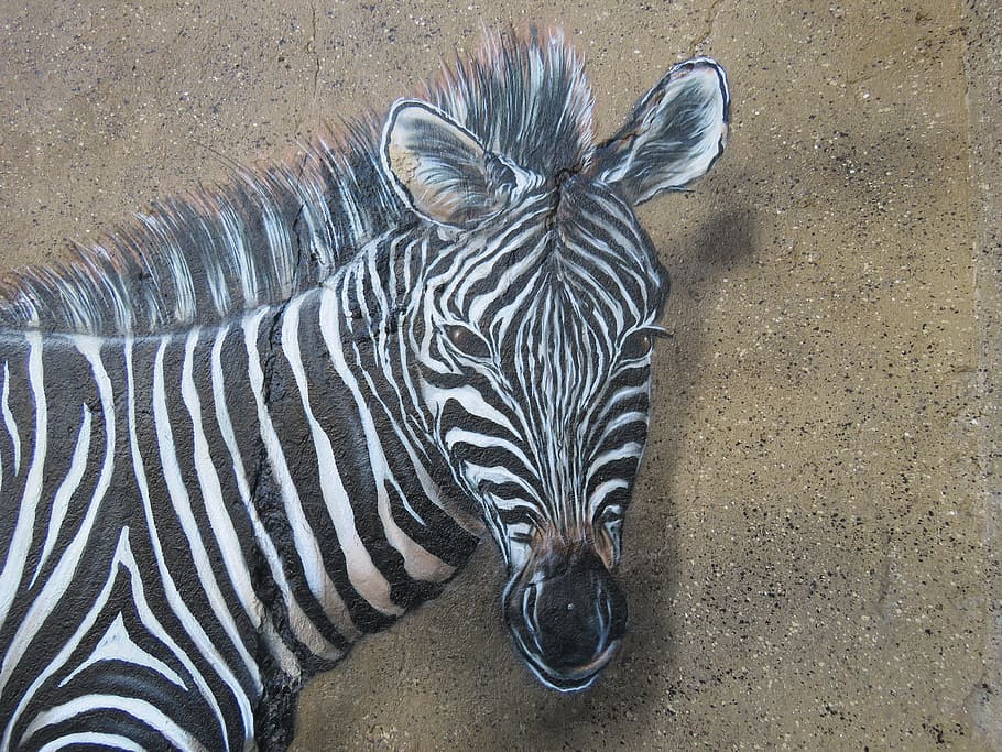 zebra, wall art, wall, zoo, berlin, lichtenberg, germany, animal, nature, wildlife photography