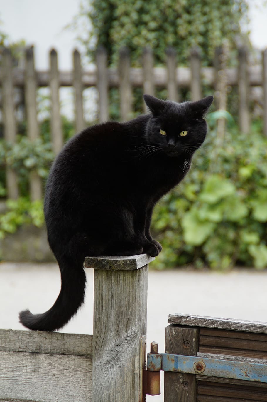 bombay cat, brown, wooden, post, daytime, black cat, fence, cat, black, guard