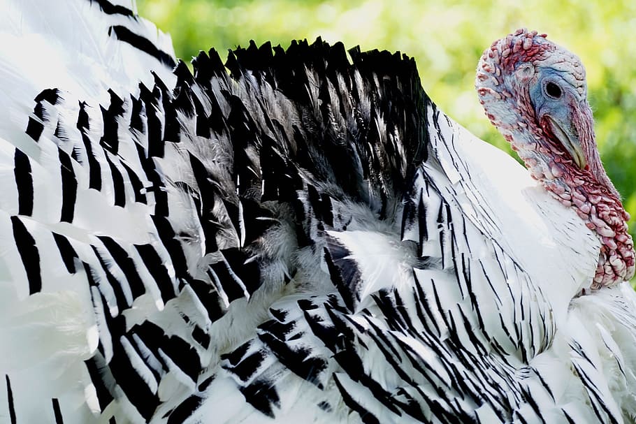 turkey, bird, animal world, animal, plumage, pheasant-like, creature, wildlife photography, bill, feather