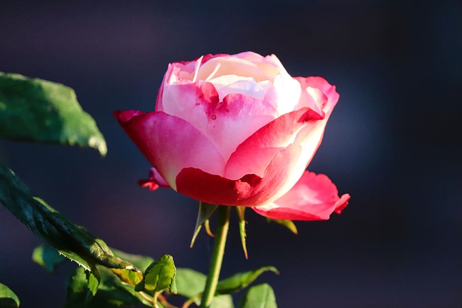 rose, pink, red, light, tender, rose bloom, pink rose, flower, blossom, bloom