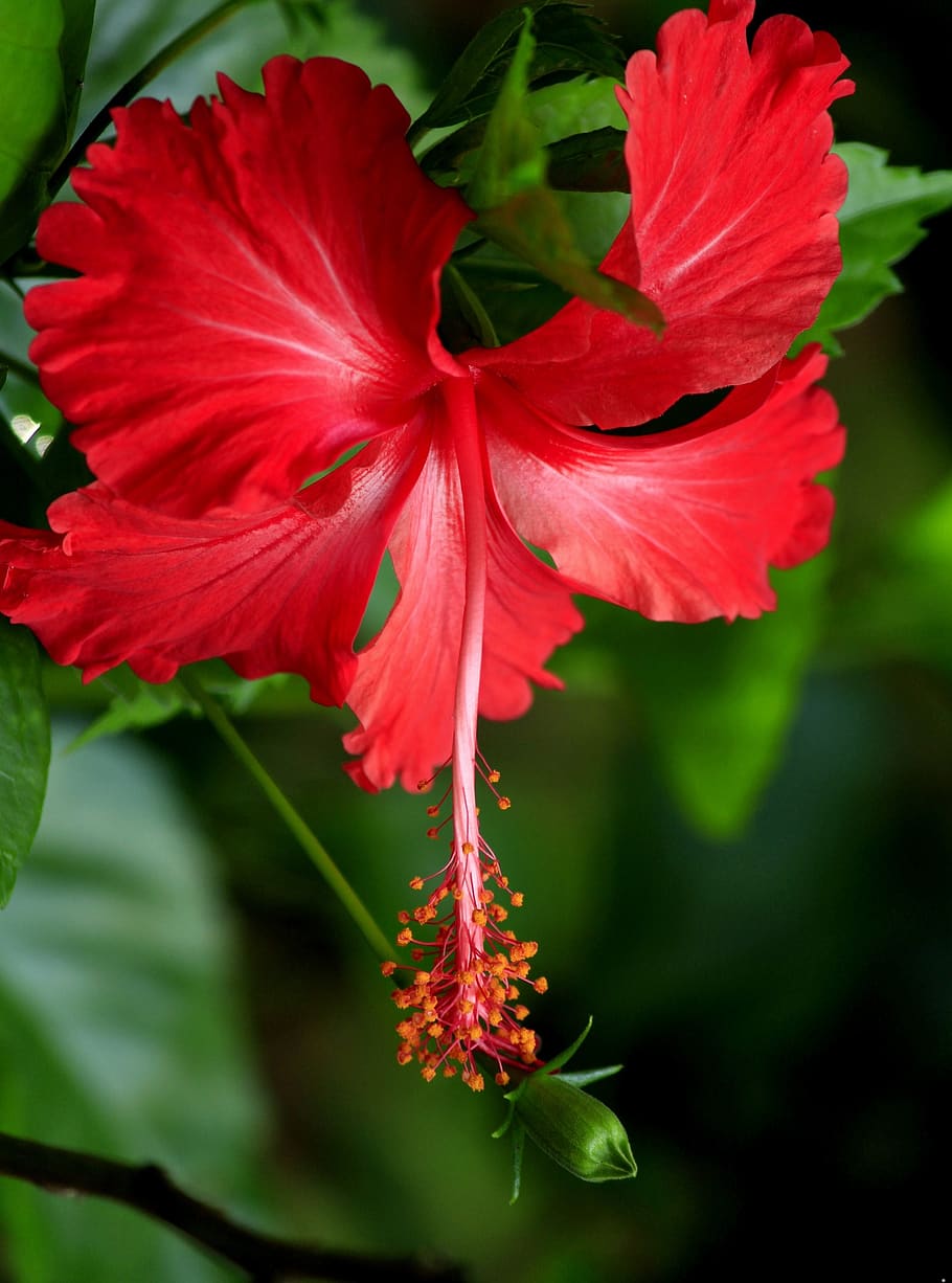 hibiscus, red, bloom, flower, plant, nature, floral, green, blossom, petal
