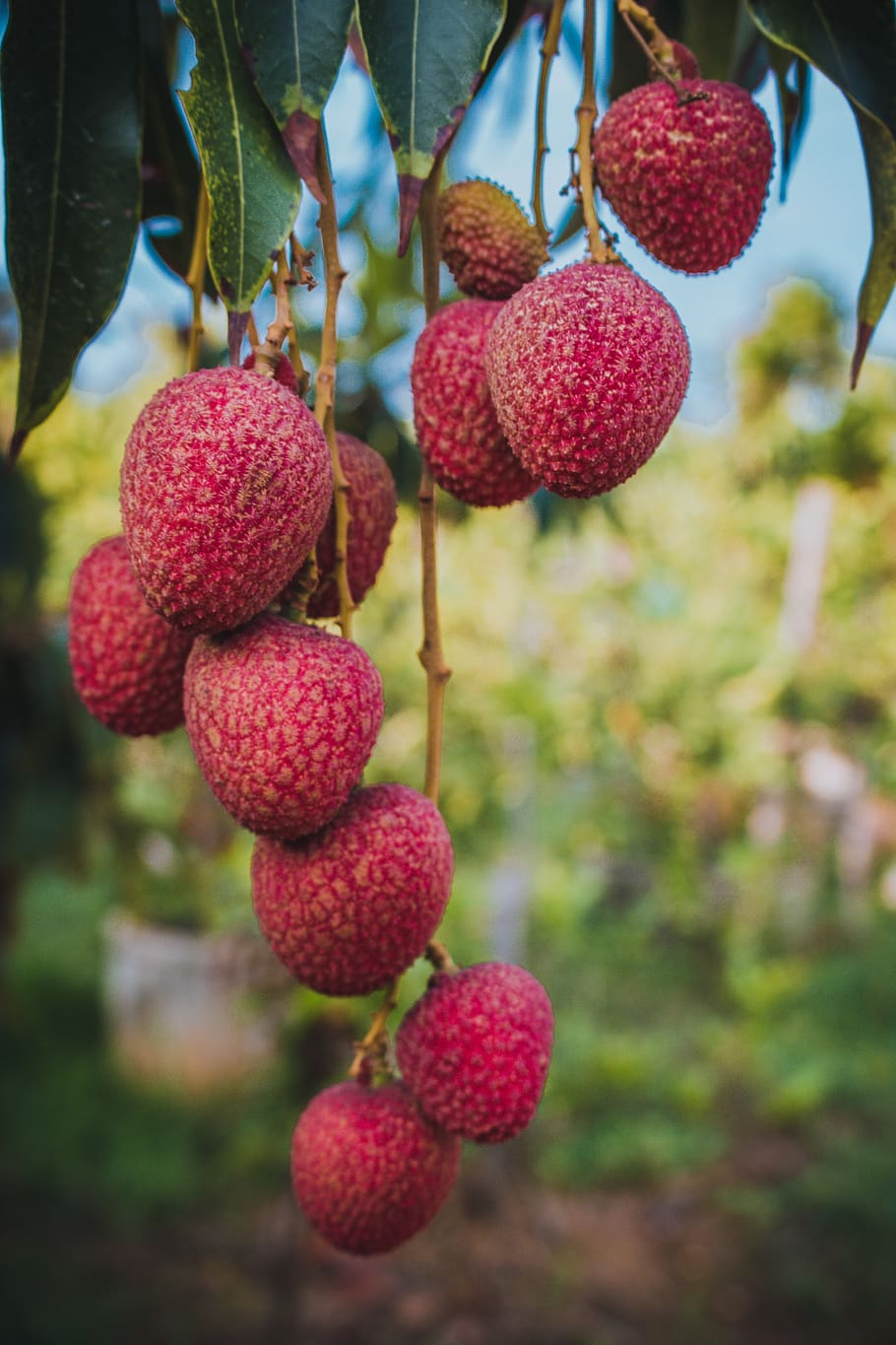 lychee, results, fruit, food, exotic, eat, healthy, delicious, sweet, the tropics
