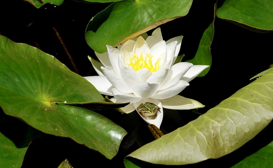 white, water lily flower, green, leaves, Water Lily, Aquatic Plant, Blossom, bloom, nature, nuphar