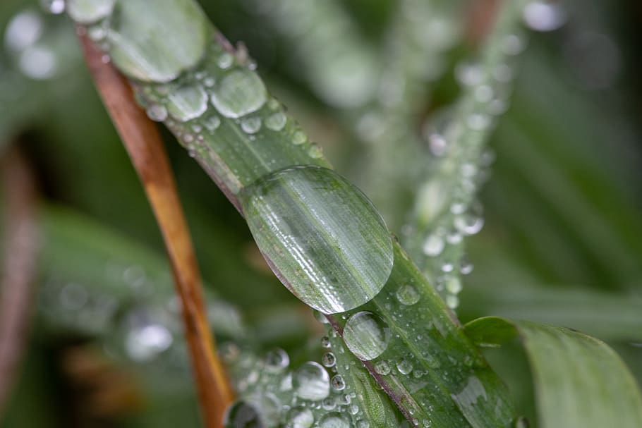 grass, dew, rain, wet, droplet, nature, outdoors, environment, green, plant