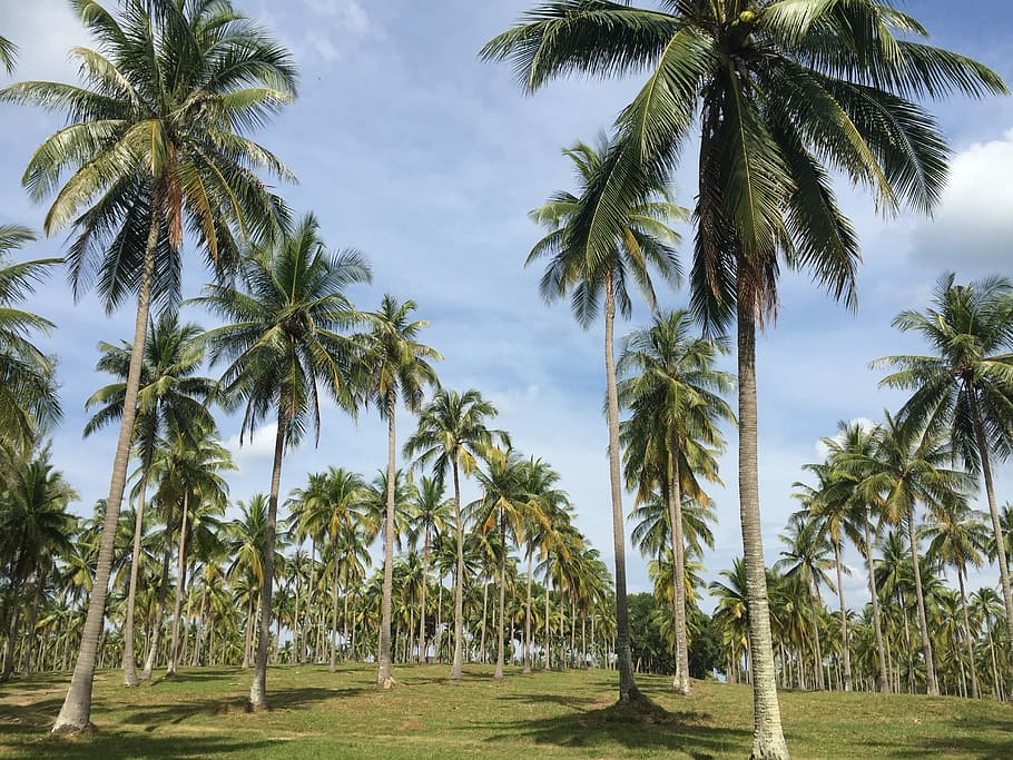 jardim de coco, mais longo, coco, jardim, raia, a raia mais longa, lindos conjuntos, palmeira, árvore, ninguém