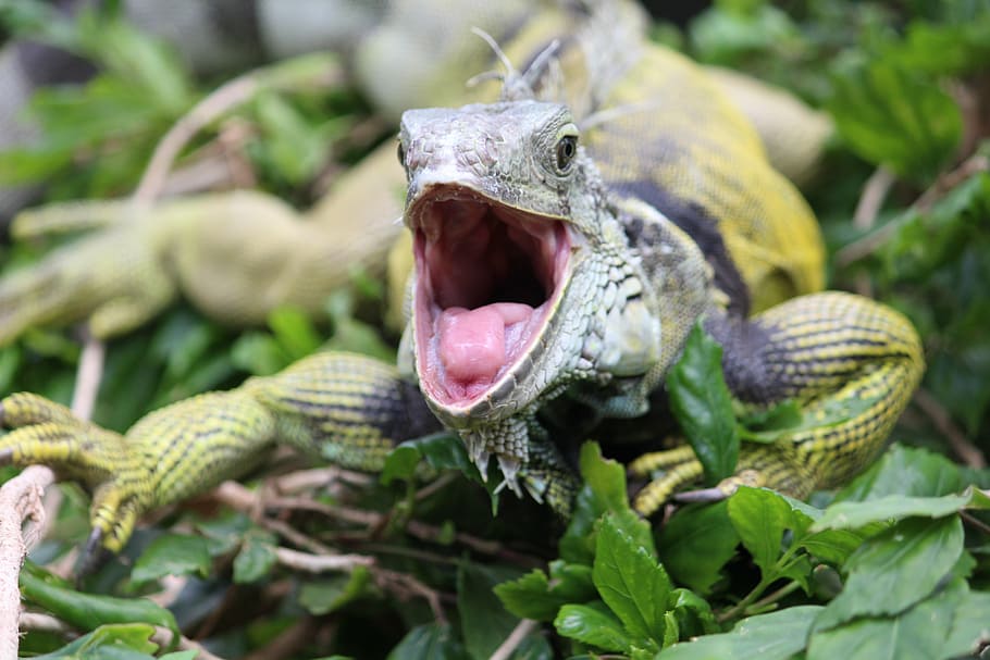 iguana, pie, peligroso, diente, animal, lagarto, naturaleza, urtier, museo de historia natural, cabeza