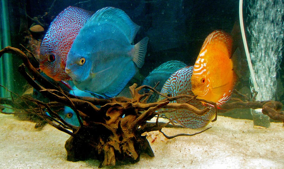 shoal, discuss, fish, discus fish, aquarium, fish tank, water, underwater, sea, animal