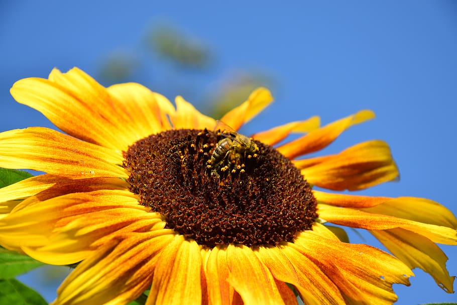 bunga matahari, lebah madu, percikan, penyerbukan, musim panas, lebah, kuning, mekar, berkembang, serbuk sari