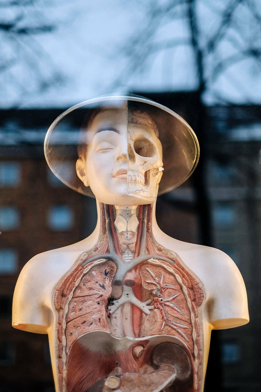 人体解剖学マネキン, 人間, 解剖学, モデル, 上半身, 構造, 医療, 臓器, スケルトン, 肩