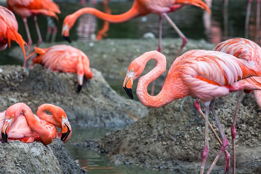 animals, flamingos, pink flamingos, birds, nature, zoo, bill, animal world, pink, standing