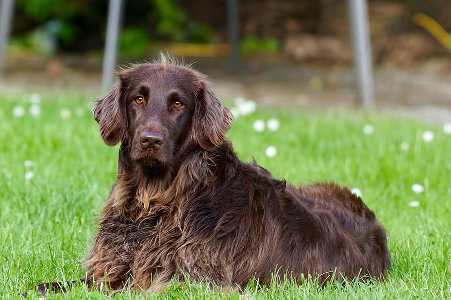 brown, dog, lying, green, grass, daytime, animal, pet, german longhaired pointer, view