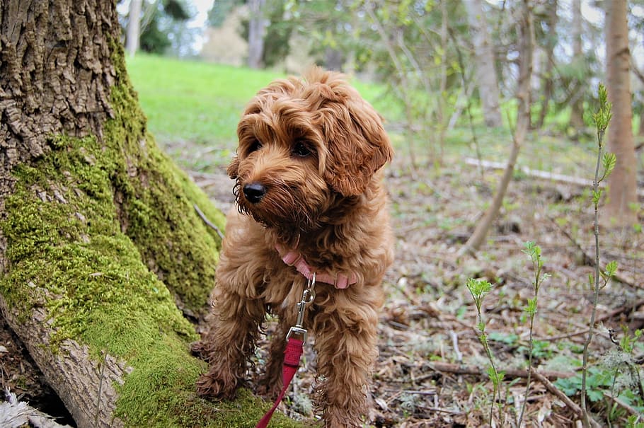 Cachorro, Explorando, Cubierto de musgo, Árbol, árbol cubierto de musgo, labradoodle, parque, perro, mirando, al aire libre