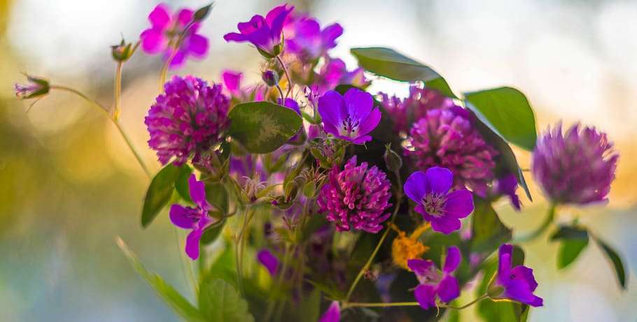 紫色の花, 花, フィールド, ブーケ, フィールドの花, 夏, 美容, クローズアップ, 匂い, 自然