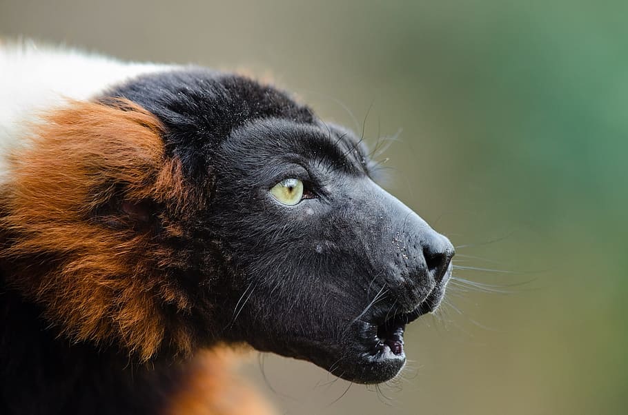 close-up photo, animal, howling, red ruffed lemur, wildlife, madagascar, nature, portrait, looking, exotic