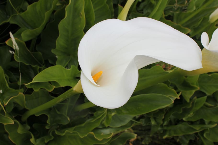 flower, lilly, calla lilly, white, plant, beauty in nature, petal, white color, close-up, vulnerability