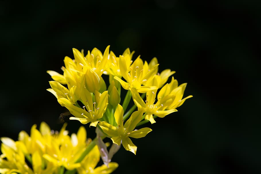 gold leek, allium moly, amaryllidaceae, flower, blossom, bloom, yellow, yellow flowers, nature, plant