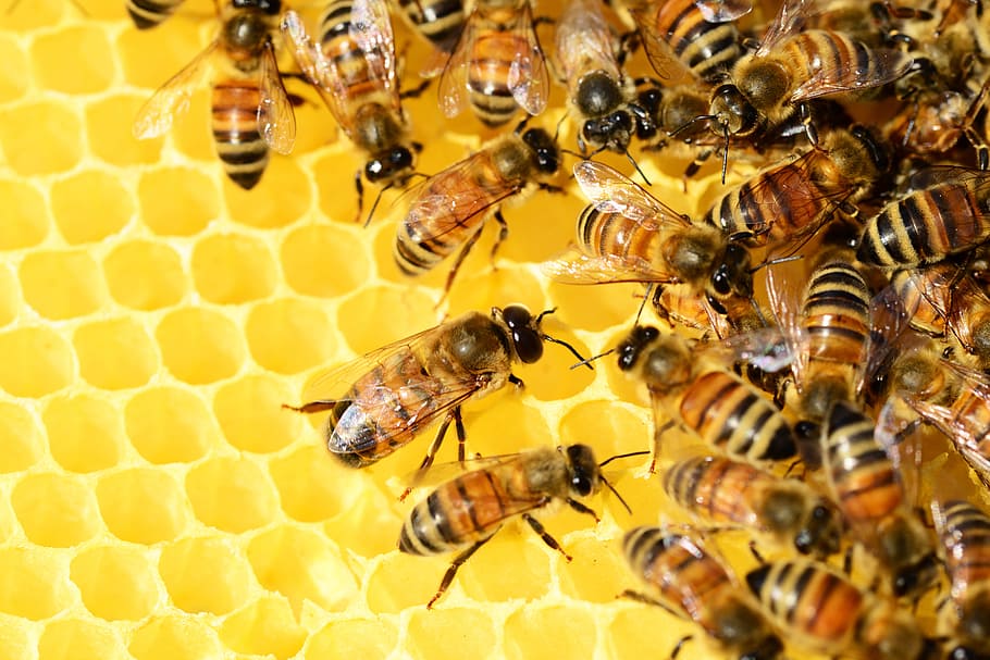 koloni lebah, lebah madu, sarang lebah, madu, lebah, segerombolan lebah, serangga, sayap, garis-garis, emas