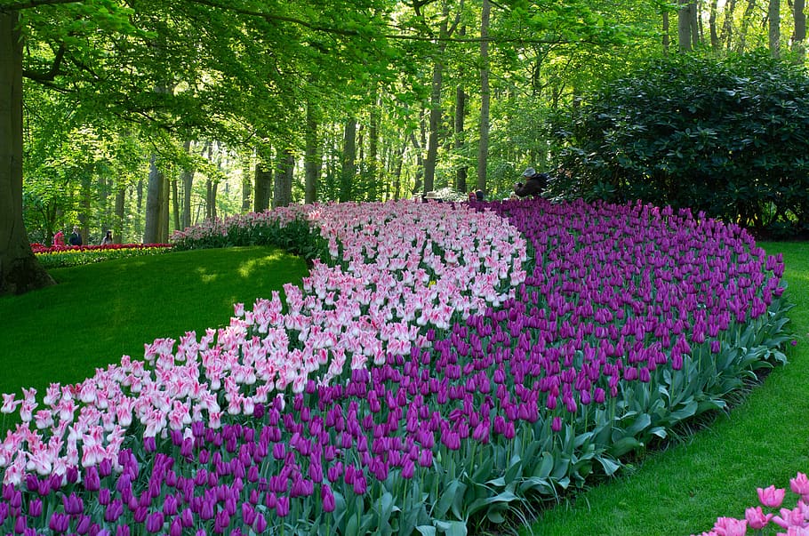 Belanda, Keukenhof, Tulip, bunga, alam, musim semi, Taman, warna-warni, ungu, bulat