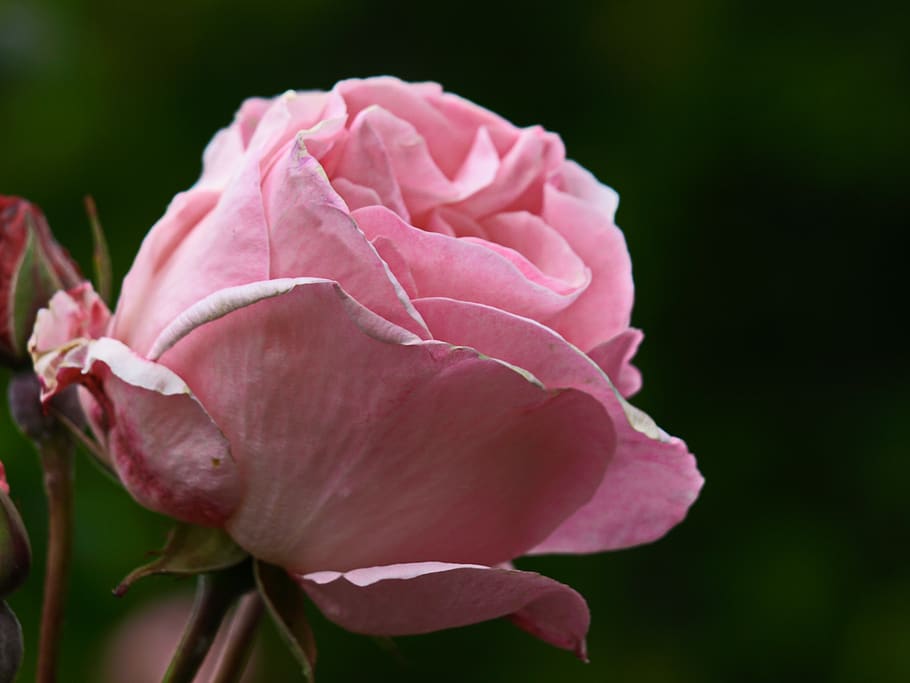 pink, rose, macro, flower, bloom, petal, flora, plant, garden, petals