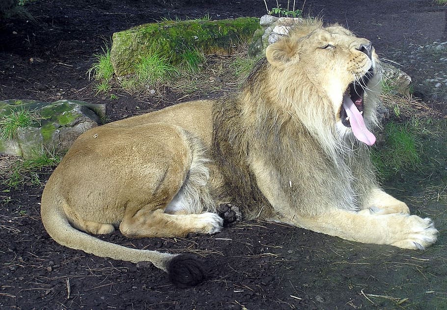 Lion, Yawning, Male, Wildlife, Zoo, lion yawning, wildlife, zoo, bristol, england, leo