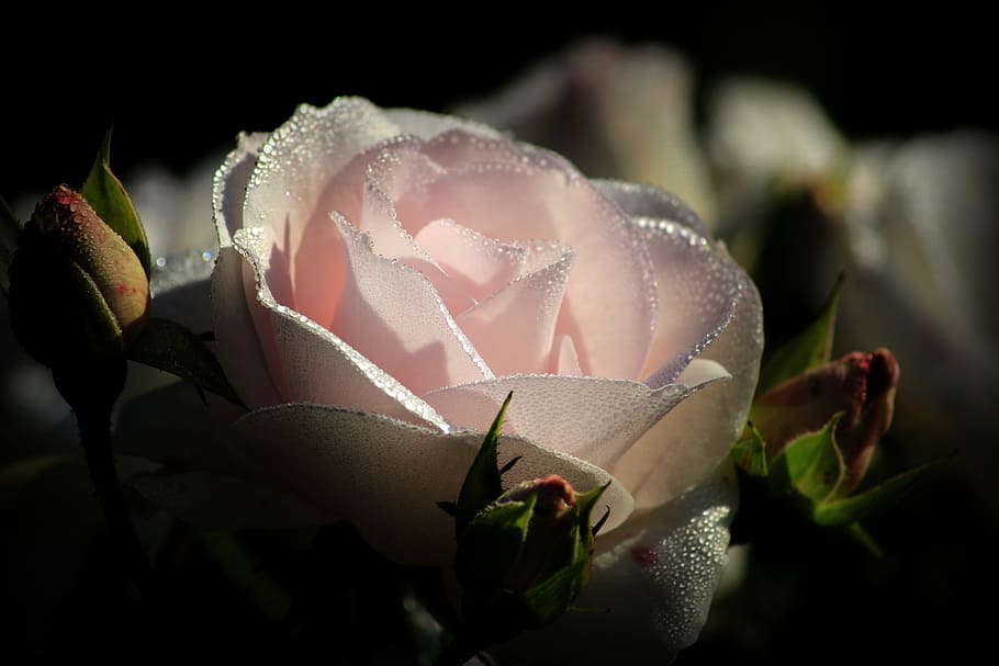 pink, rose, close, photography, blossom, bloom, dew, pink rose, english rose, nature