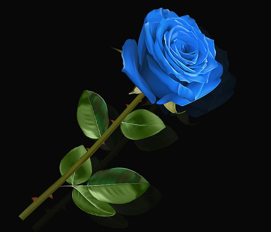 blue, petaled, rose, flower, nature, plant, leaf, floral, pink blue, black background