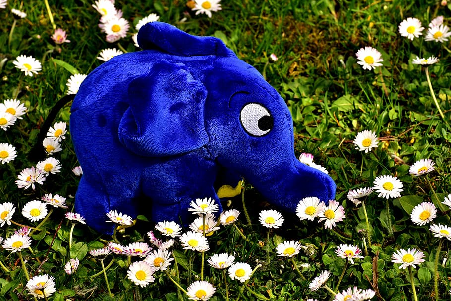 blue, elephant, plush, toy, white, chamomile field close-up photography, soft toy, teddy bear, stuffed animal, cloth figure