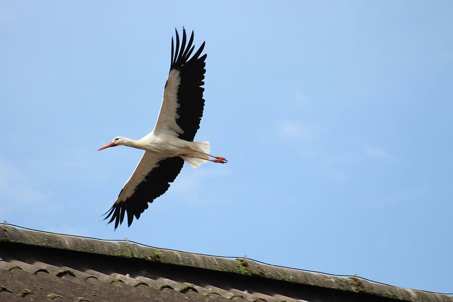 switzerland, nature, stork, flying, animal wildlife, animals in the wild, bird, animal, spread wings, animal themes
