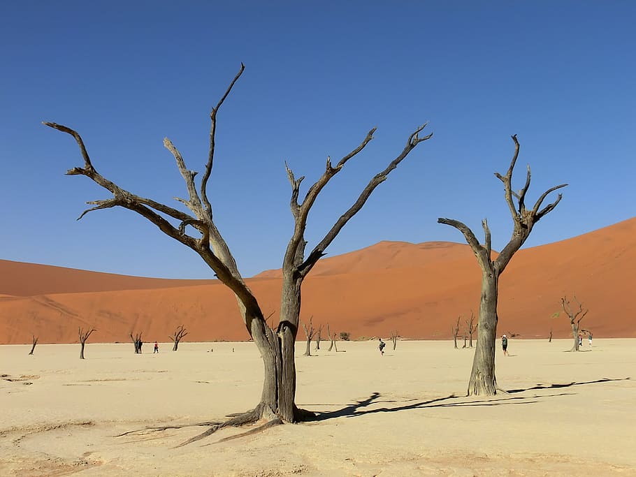 bare, trees, middle, dessert, namibia, africa, sossusvlei, drought, clay pan, dune