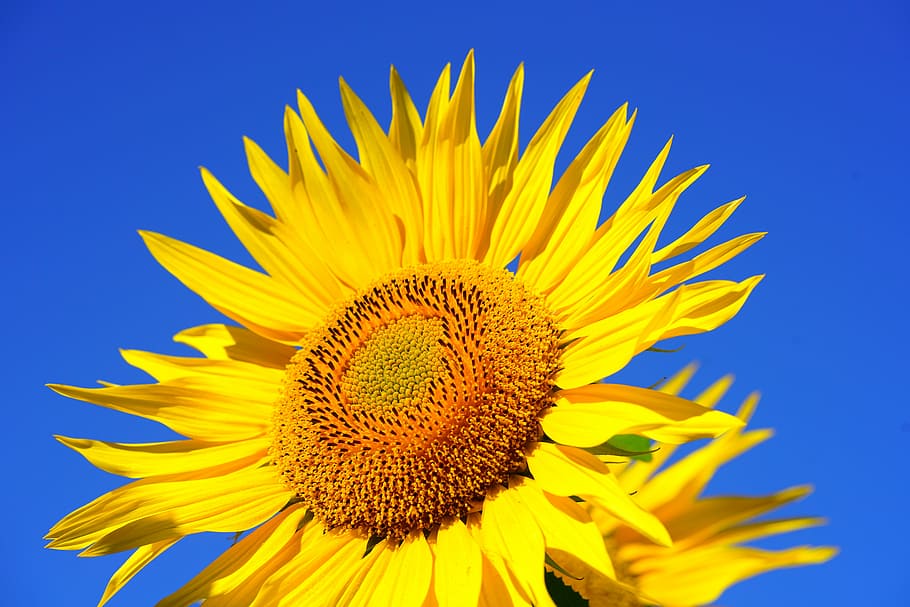 closeup, photography, sunflowers, black, seeds, closeup photography, black seeds, sun flower, blossom, bloom