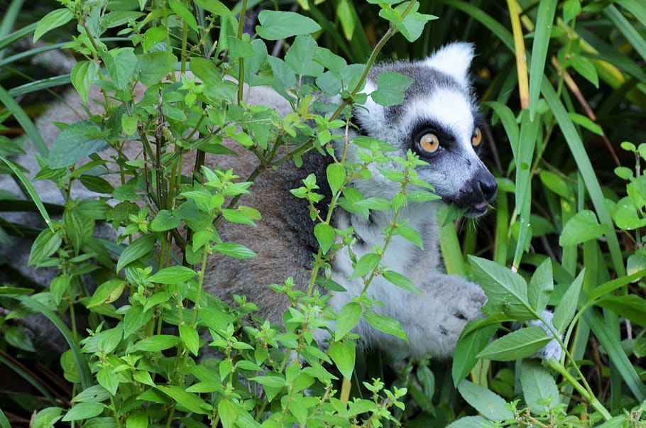 lemur, maki, wild, maki catta, madagascar, animals, monkey maki, zoo, mayotte, monkey